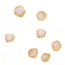 CARD10 Rabbit anti-Human, Mouse, Polyclonal Antibody, Abnova 100&mu;g;