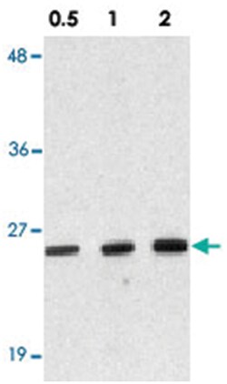 DEDD2 Rabbit anti-Human, Mouse, Rat, Polyclonal Antibody, Abnova 100&mu;g;