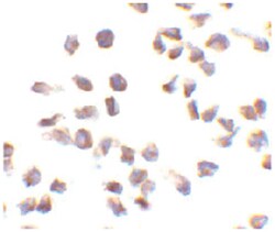 NLRC4 Rabbit anti-Human, Polyclonal Antibody, Abnova 100 &mu;g | Buy Online | Abnova | Fisher Scientific