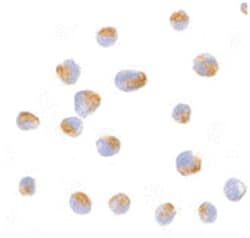 BCL2L10, Rabbit, Polyclonal Antibody, Abnova 100&mu;g; Unlabeled:Antibodies,