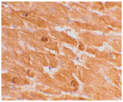 Casp12 Rabbit anti-Human, Mouse, Rat, Polyclonal Antibody, Abnova 100&mu;g;