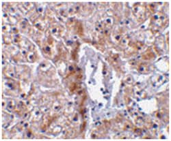 Casp12 Rabbit anti-Human, Mouse, Rat, Polyclonal Antibody, Abnova 100&mu;g;