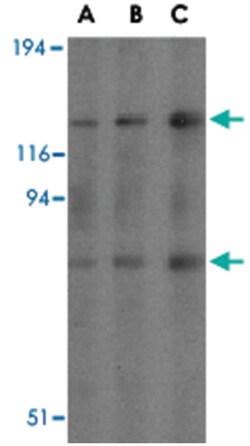 AGAP2 Rabbit anti-Human, Mouse, Polyclonal Antibody, Abnova 100&mu;g; Unlabeled:Antibodies,