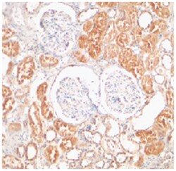XIAP Rabbit anti-Human, Mouse, Polyclonal Antibody, Abnova 100&mu;g; Unlabeled:Antibodies,
