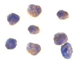 MAP3K7IP1 Rabbit anti-Human, Mouse, Polyclonal Antibody, Abnova 100&mu;g;