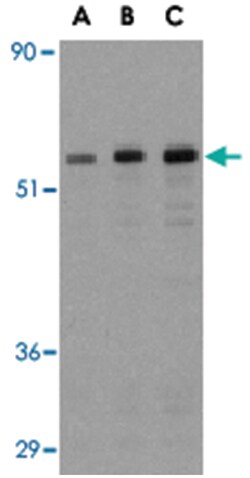 MAP3K7IP1 Rabbit anti-Human, Mouse, Polyclonal Antibody, Abnova 100&mu;g;