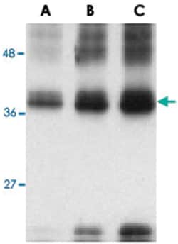 TNFSF12 Rabbit anti-Human, Mouse, Rat, Polyclonal Antibody, Abnova 100&mu;g;