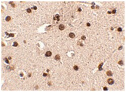 RIMS3, Rabbit, Polyclonal Antibody, Abnova 100 &mu;g | Buy Online | Abnova | Fisher Scientific