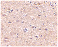 VGF, Rabbit, Polyclonal Antibody, Abnova 100&mu;g; Unlabeled:Antibodies,