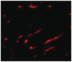 SLC22A17 Rabbit anti-Human, Mouse, Rat, Polyclonal Antibody, Abnova 100&mu;g;
