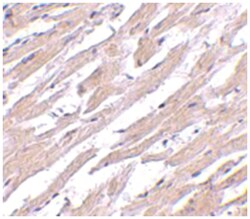 POFUT1, Rabbit, Polyclonal Antibody, Abnova 100&mu;g; Unlabeled:Antibodies,