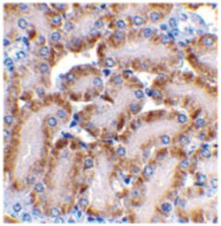 Dffb Rabbit anti-Mouse, Rat, Polyclonal Antibody, Abnova 100&mu;g; Unlabeled:Antibodies,