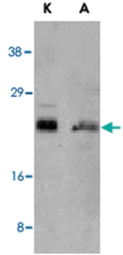 BCL2L11 Rabbit anti-Human, Mouse, Rat, Polyclonal Antibody, Abnova 100 &mu;g | Buy Online | Abnova | Fisher Scientific