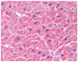 NOL3 Rabbit anti-Human, Polyclonal Antibody, Abnova 100&mu;g; Unlabeled:Antibodies,