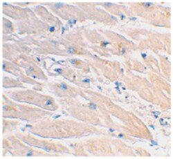MYD88 Rabbit anti-Human, Polyclonal Antibody, Abnova 100&mu;g; Unlabeled:Antibodies,