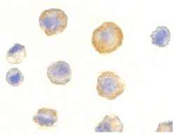 TNFRSF10C Rabbit anti-Human, Mouse, Rat, Polyclonal Antibody, Abnova 100&mu;g;
