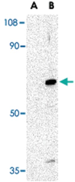 AVEN Rabbit anti-Human, Mouse, Rat, Polyclonal Antibody, Abnova 100&mu;g;