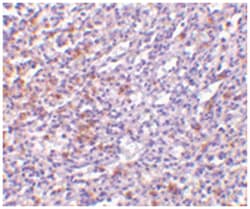 IL27RA Rabbit anti-Human, Polyclonal Antibody, Abnova 100&mu;g; Unlabeled:Antibodies,