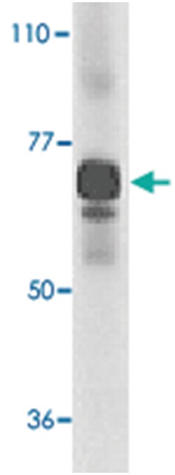 IL27RA Rabbit anti-Human, Polyclonal Antibody, Abnova 100&mu;g; Unlabeled:Antibodies,