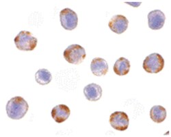 NOD2 Rabbit anti-Human, Polyclonal Antibody, Abnova 100&mu;g; Unlabeled:Antibodies,