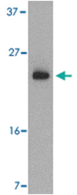 BBC3 Rabbit anti-Human, Polyclonal Antibody, Abnova 100&mu;g; Unlabeled:Antibodies,
