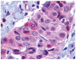 BBC3 Rabbit anti-Human, Polyclonal Antibody, Abnova 100&mu;g; Unlabeled:Antibodies,