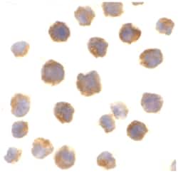 BCL2 Rabbit anti-Human, Polyclonal Antibody, Abnova 100 &mu;g | Buy Online | Abnova | Fisher Scientific