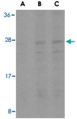 BID Rabbit anti-Human, Mouse, Polyclonal Antibody, Abnova 100 &mu;g | Buy Online | Abnova | Fisher Scientific