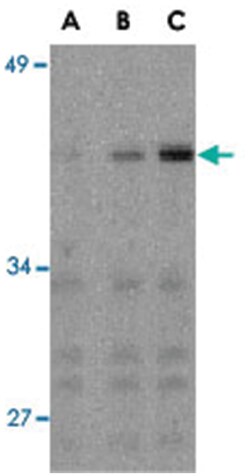 IRF3 Rabbit anti-Human, Mouse, Polyclonal Antibody, Abnova 100&mu;g; Unlabeled:Antibodies,