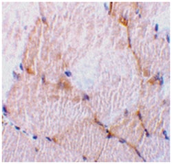 CASP7 Rabbit anti-Human, Mouse, Rat, Polyclonal Antibody, Abnova 100&mu;g;