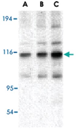 TRAF2 Rabbit anti-Human, Mouse, Rat, Polyclonal Antibody, Abnova 100&mu;g;