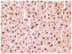 TRAF2 Rabbit anti-Human, Mouse, Rat, Polyclonal Antibody, Abnova 100&mu;g;