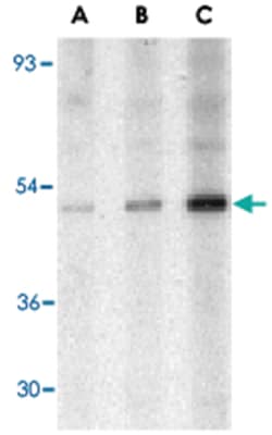 TRAF2 Rabbit anti-Human, Mouse, Rat, Polyclonal Antibody, Abnova 100&mu;g;