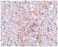 TRAF2 Rabbit anti-Human, Mouse, Rat, Polyclonal Antibody, Abnova 100&mu;g;