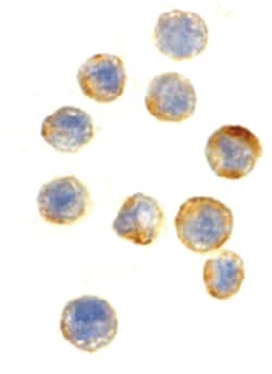 GAPDH Rabbit anti-Human, Mouse, Rat, Polyclonal Antibody, Abnova&trade;