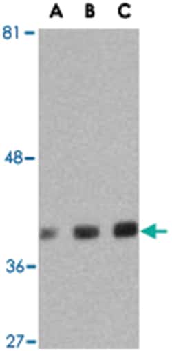 GAPDH Rabbit anti-Human, Mouse, Rat, Polyclonal Antibody, Abnova&trade;