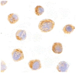 IL27 Rabbit anti-Human, Mouse, Polyclonal Antibody, Abnova 100&mu;g; Unlabeled:Antibodies,