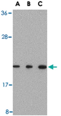 TMED10 Rabbit anti-Human, Mouse, Rat, Polyclonal Antibody, Abnova 100&mu;g;