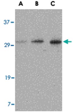 C12orf5 Rabbit anti-Human, Mouse, Rat, Polyclonal Antibody, Abnova 100&mu;g;