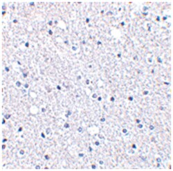 C12orf5 Rabbit anti-Human, Mouse, Rat, Polyclonal Antibody, Abnova 100&mu;g;