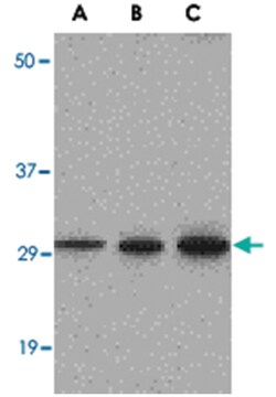 C12orf5 Rabbit anti-Human, Mouse, Polyclonal Antibody, Abnova 100&mu;g;