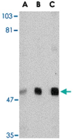 VISA Rabbit anti-Human, Mouse, Rat, Polyclonal Antibody, Abnova 100&mu;g;