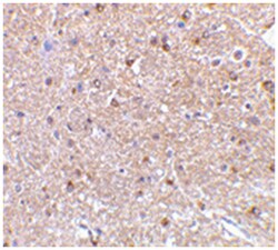 RTN4 Rabbit anti-Human, Mouse, Rat, Polyclonal Antibody, Abnova 100&mu;g;