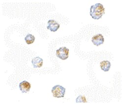 ORAI3 Rabbit anti-Human, Mouse, Rat, Polyclonal Antibody, Abnova 100 &mu;g | Buy Online | Abnova | Fisher Scientific