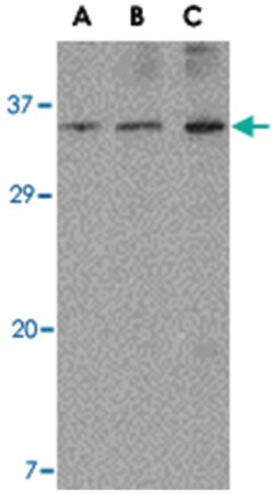 ORAI3 Rabbit anti-Human, Mouse, Rat, Polyclonal Antibody, Abnova 100 &mu;g | Buy Online | Abnova | Fisher Scientific