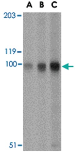 STIM2 Rabbit anti-Human, Mouse, Rat, Polyclonal Antibody, Abnova 100&mu;g;