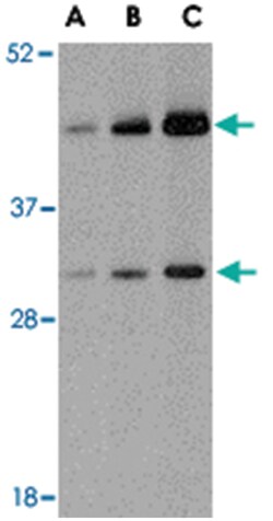TARDBP Rabbit anti-Human, Mouse, Rat, Polyclonal Antibody, Abnova 100 &mu;g | Buy Online | Abnova Corporation | Fisher Scientific