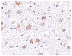 ARMET Rabbit anti-Human, Mouse, Rat, Polyclonal Antibody, Abnova 100 &mu;g | Buy Online | Abnova | Fisher Scientific