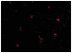 FEZ2 Rabbit anti-Human, Mouse, Rat, Polyclonal Antibody, Abnova 100&mu;g;