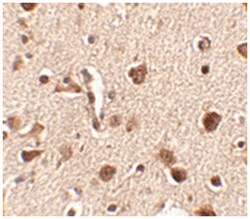 SLITRK4 Rabbit anti-Human, Mouse, Rat, Polyclonal Antibody, Abnova 100&mu;g;